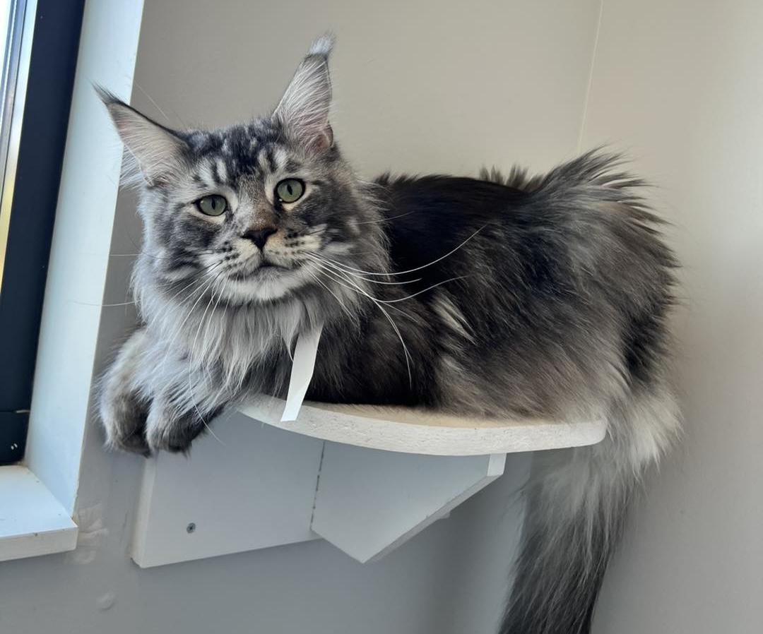 Cat resting on a perch during a veterinary wellness visit