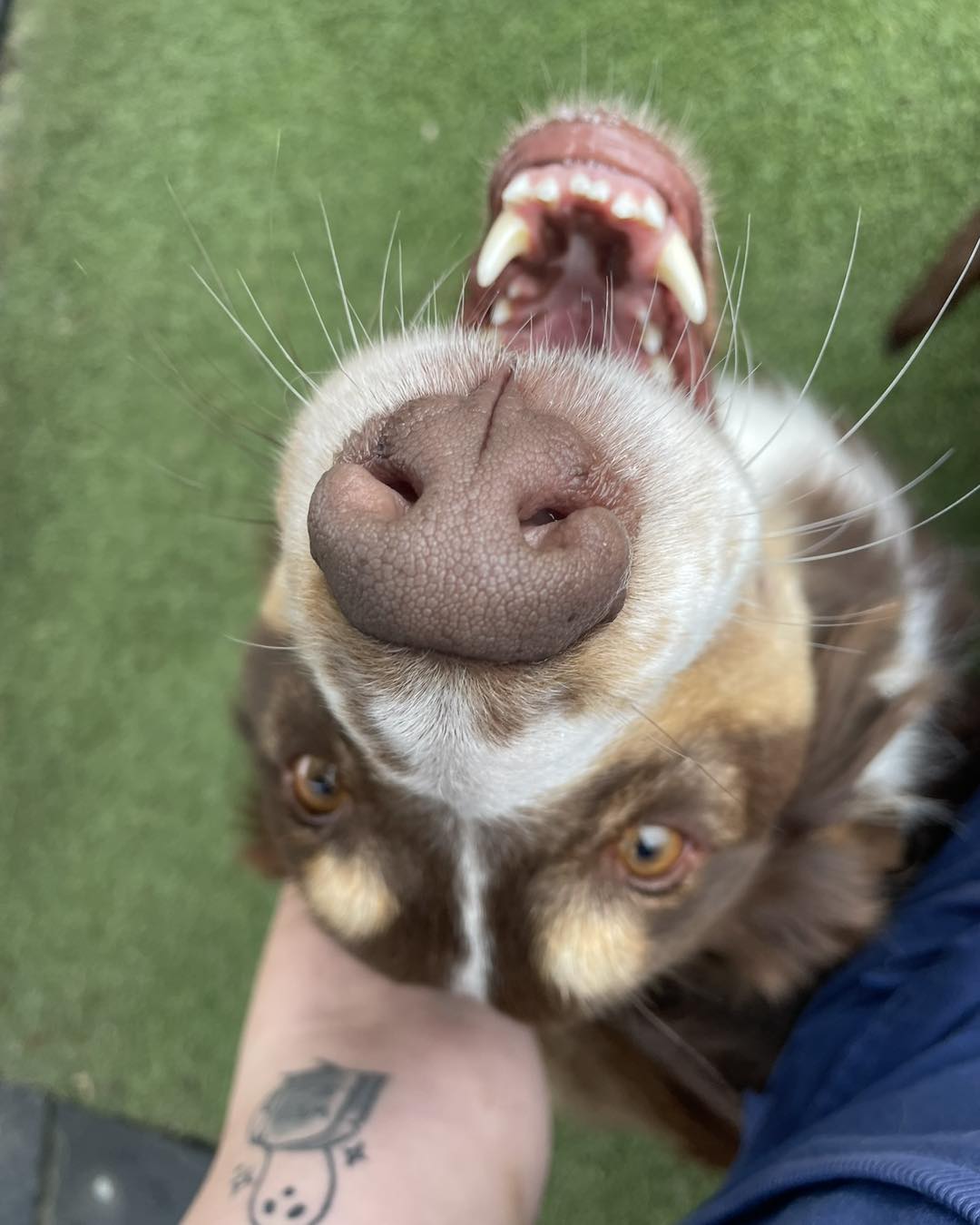 Close-up of a dog showing its teeth for pet dental care